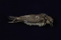 藏品(小環頸鴴)的圖片